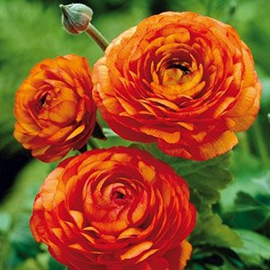 Ранункулюс Orange