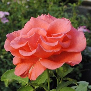 Роза "Lady Rose"