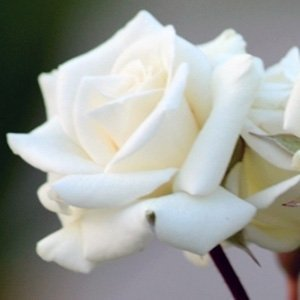 Роза "White Bouquet / Korsnoda"