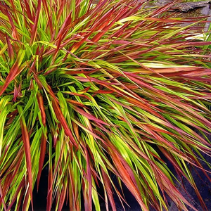 Хаконехлоа большая "Mulled Wine"