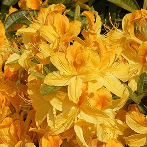 Азалия крупноцветковая "Goldtopas"
