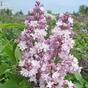 Сирень "Фантазия"
