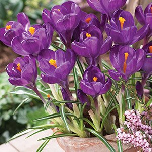 Крокус "Flower Record"