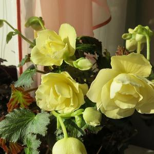 Бегония клубневая "Fragrant Falls Lemon"
