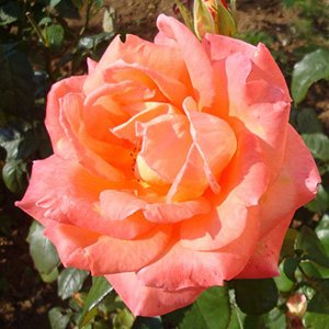 Роза "Крымский Самоцвет"