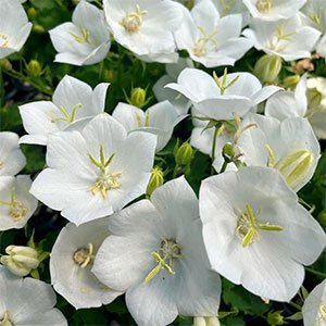 Колокольчик карпатский "Pearl White"
