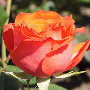 Роза "Angelique"