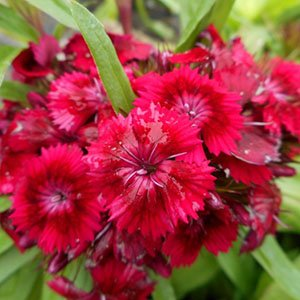 Гвоздика турецкая (бородатая) "Barbarini Red"