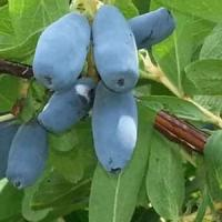 Жимолость "Лазурит"