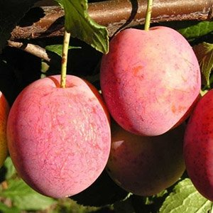 Слива "Болховчанка"