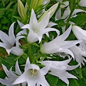 Колокольчик бледноохряный (чесночницелистный) "Snow Dune"