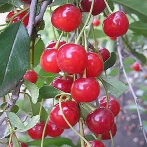 Вишня "Маяк"