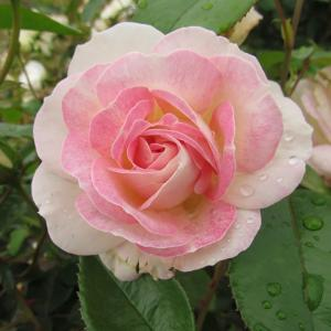 Роза "Pink Champagne"