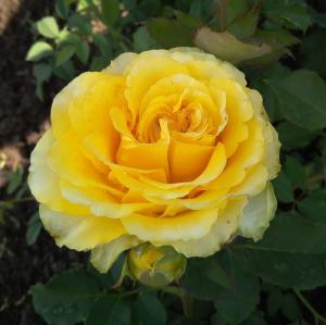 Роза "Sphinx"