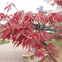 Клен японский "Atropurpureum"