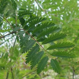 Рябина обыкновенная "Asplenifolia / Laciniata"