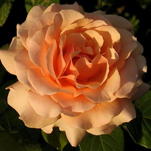 Роза "Indian Summer"