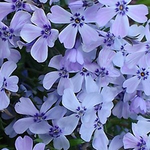Флокс шиловидный "Emerald Cushion Blue"