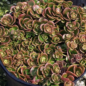 Очиток китайский "Coral Reef"