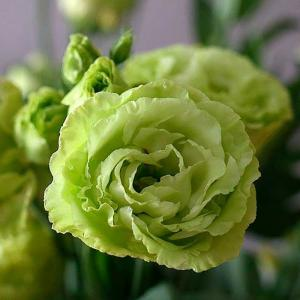 Эустома двухцветковая "Advantage Green"