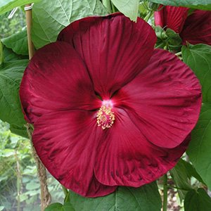 Гибискус мускусный "Luna Red"