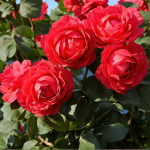 Роза "Scarlet Meidiland"