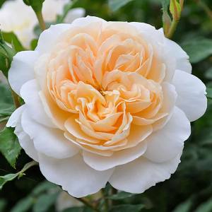 Роза "Crocus Rose"