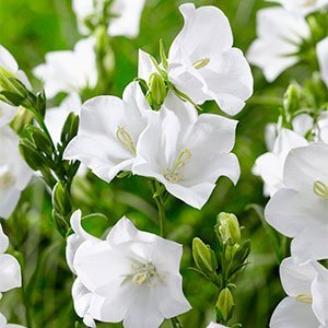Колокольчик персиколистный "Takion White"