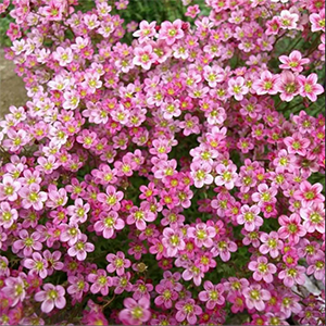 Камнеломка арендса "Highlander Rose Shades"