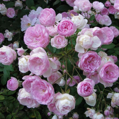 Роза "Mozart's Lady"