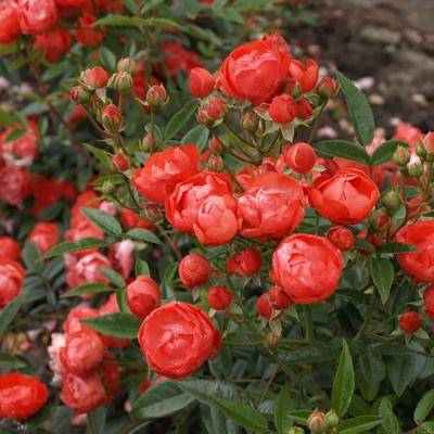 Роза "Orange Morsdag"