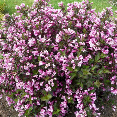 Вейгела "Purpurea Nana"