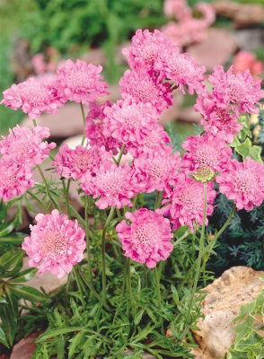 Скабиоза голубиная "Pink Mist"