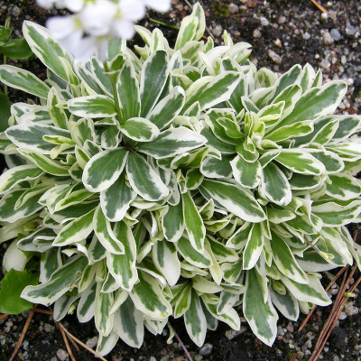Арабис Фердинанда-Кобургского "Variegata"