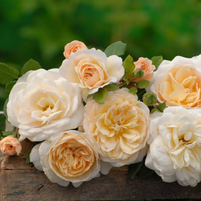 Роза "Crocus Rose"