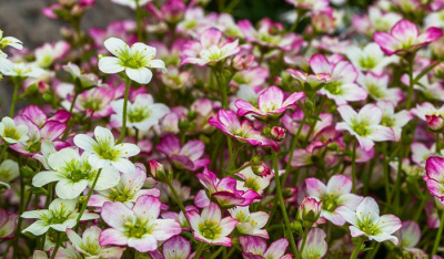 Камнеломка арендса "Carpet Pink"