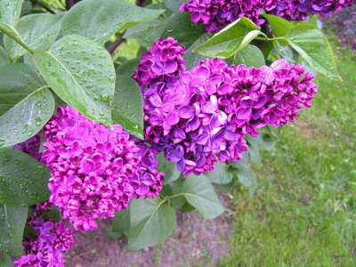 Сирень "Anne Shiach"