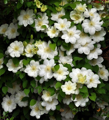 Клематис "Guernsey Cream"