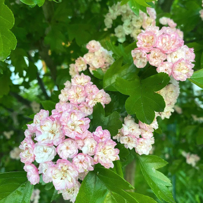 Боярышник морденский "Toba"