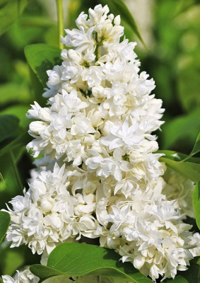 Сирень "Miss Ellen Willmott"