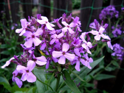 Вечерница Матроны "Violet"