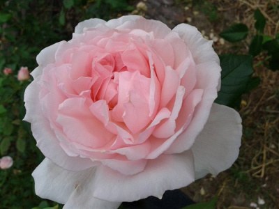 Роза "The Wedgwood Rose"