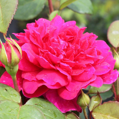 Роза "Sophy's Rose"