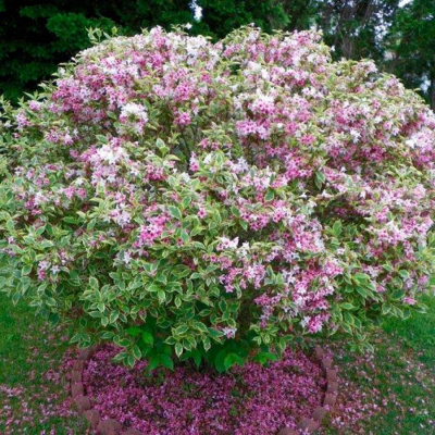 Вейгела "Variegata"