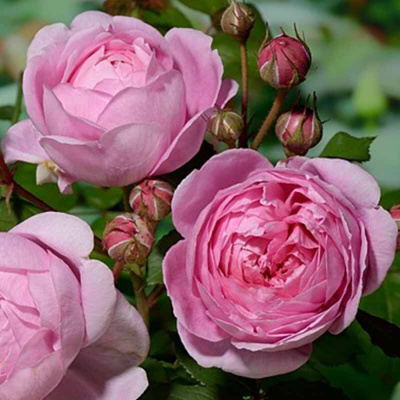 Роза "Alan Titchmarsh"
