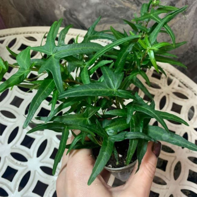 Плющ обыкновенный "Saggitifolia"