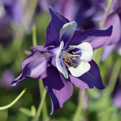 Аквилегия "Spring Magic Navy And White"