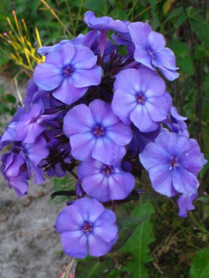 Флокс метельчатый "Blue Evening"