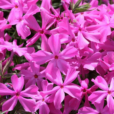 Флокс стелющийся "Rosea"