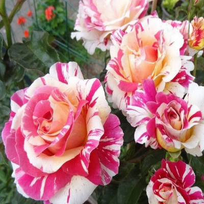 Роза "Vanille Fraise"